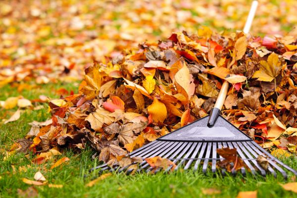Leaf Debris Removal
