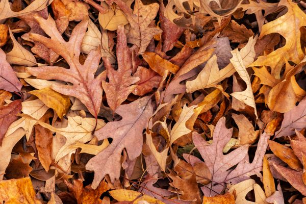 Grow your Leaf Removal Service business